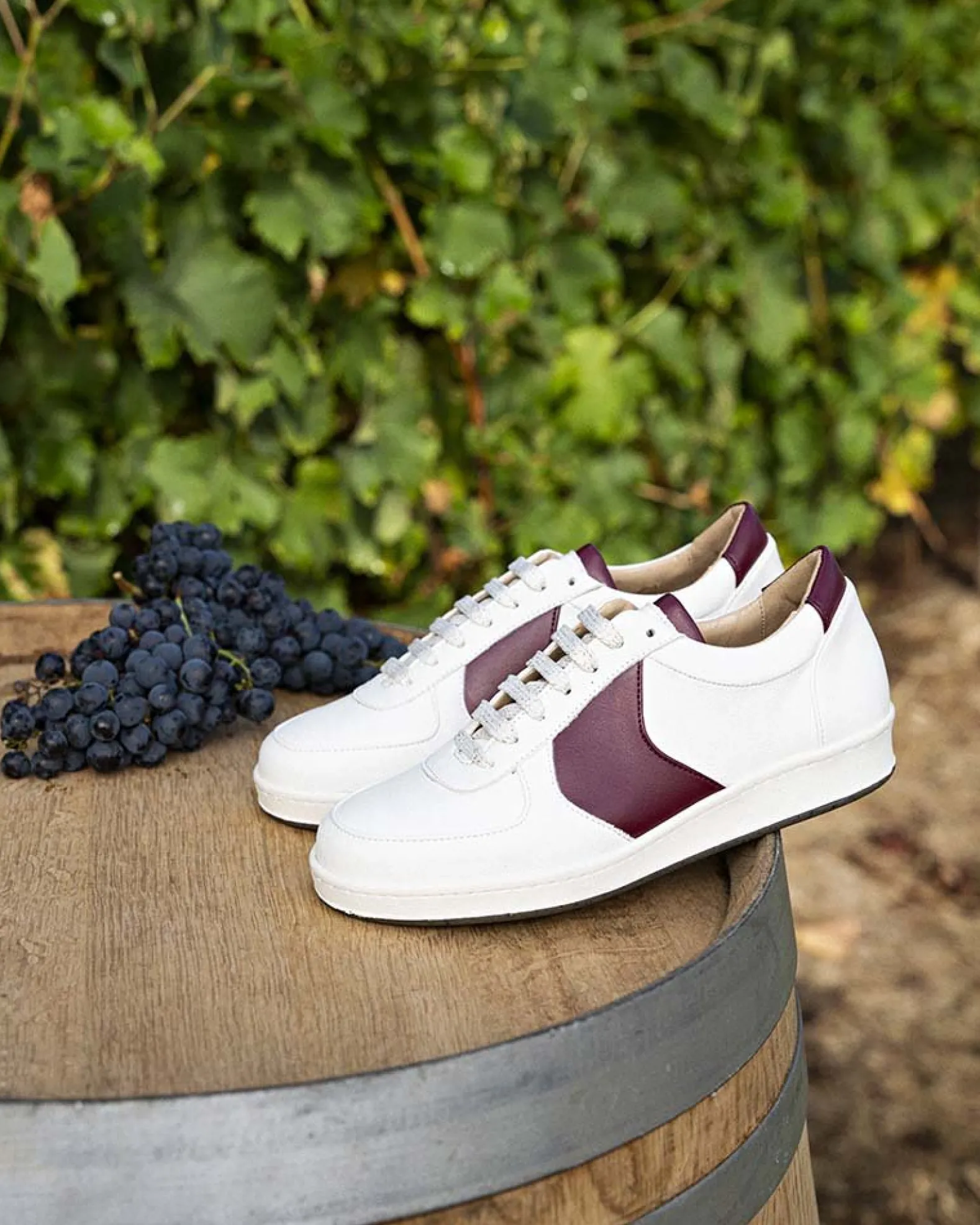 Cépage Merlot